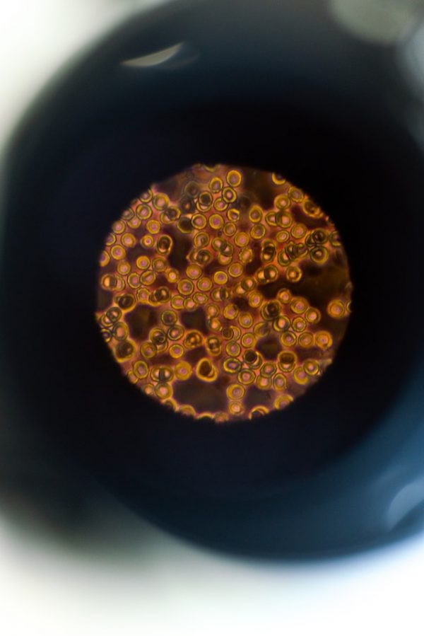 Online International GCSE Biology